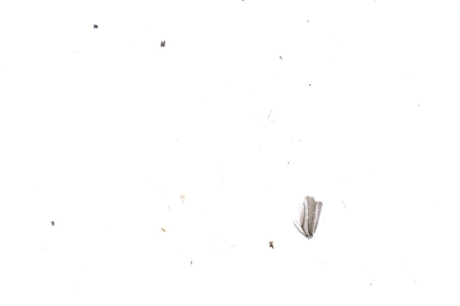 Image 33